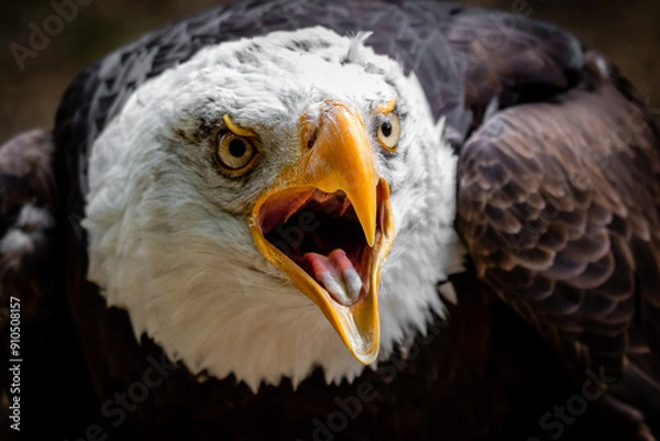 Fototapeta Bald Eagle
