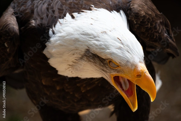 Fototapeta Bald Eagle