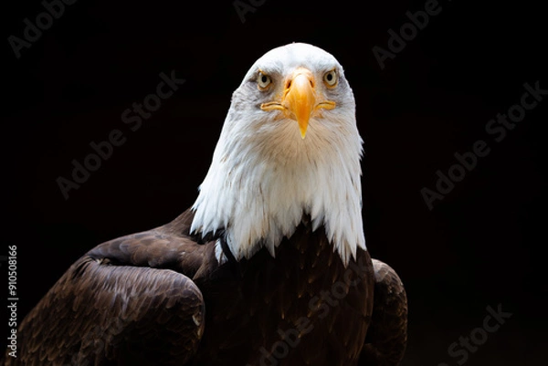 Fototapeta Bald Eagle