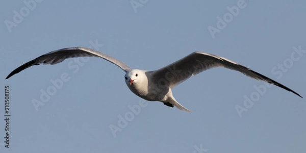 Fototapeta Seagull flying