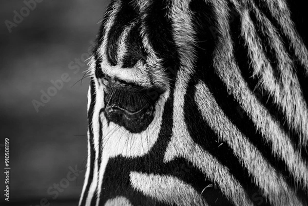Fototapeta Zebra