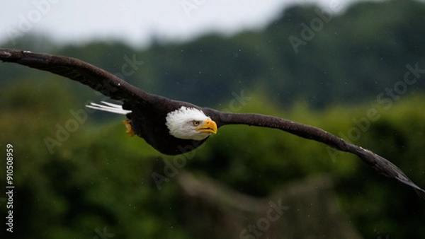 Fototapeta Bald Eagle Flying