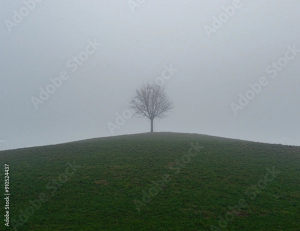 Obraz tree in the fog