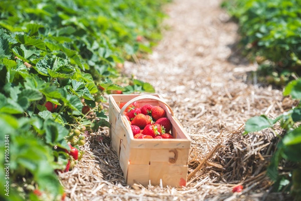 Fototapeta Erdbeerliebe