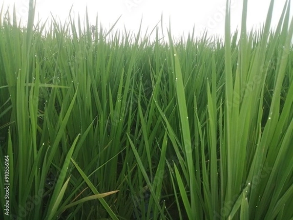 Obraz green grass background