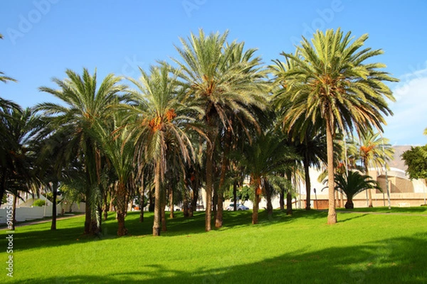 Obraz palm trees