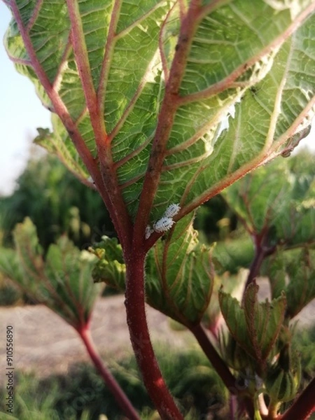 Fototapeta another world