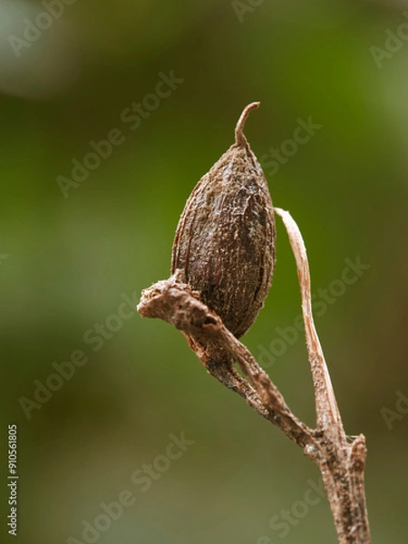 Fototapeta Close-up of a seed of a plant