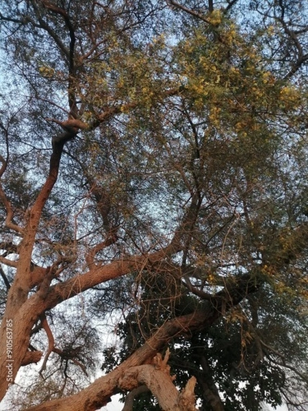 Fototapeta trees in autumn