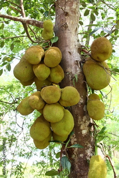 Obraz jackfruit on the tree.
