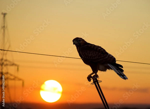 Fototapeta Hawk Perched at Sunset