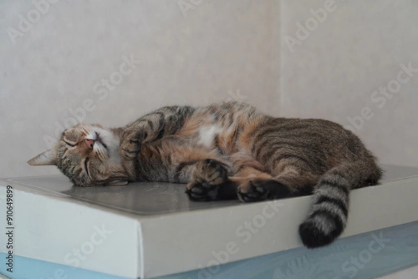 Obraz 眠るキジトラ