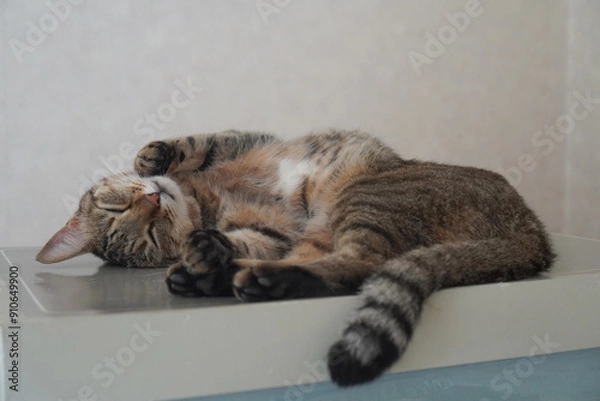 Obraz 眠るキジトラ