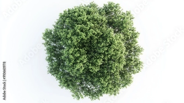 Fototapeta Aerial View of a Lush Tree Canopy