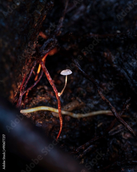 Fototapeta Macro mushroom