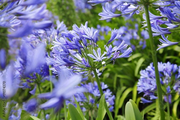 Obraz Agapanthus