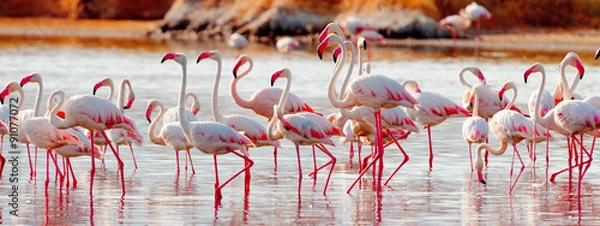 Obraz Flamingi w pobliżu Bogoria Lake, Kenia
