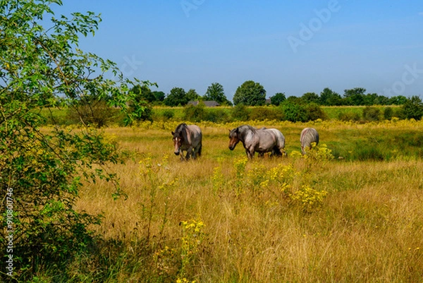 Fototapeta Landscape photo mid summer in the Netherlands. With gray horses in an open nature area with grass and yellow flowers, with green trees in the background and a clear blue sky.