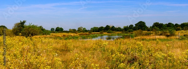 Fototapeta Panorama photo mid summer of a nature reserve in the Netherlands with yellow wild flowers, in the middle a pond. Surrounded by green forests, with a blue sky with white cirrus clouds.