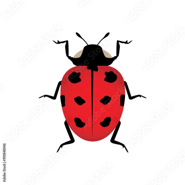 Fototapeta Insect ladybird cute small red bugs. Vector illustration desing.