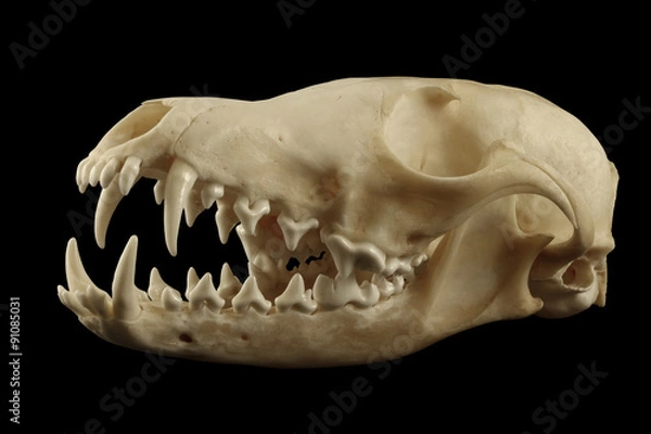 Obraz Fox skull isolated on the black background. Half-opened mouth. Diagonal view. Sharp isolation by pen tool.