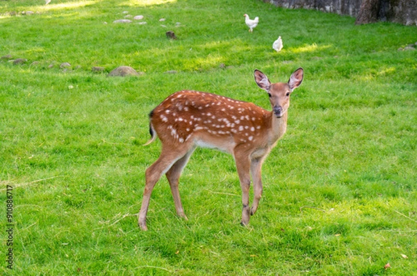 Obraz A baby deer with big ears looks at the camera in Grodno, Belarus