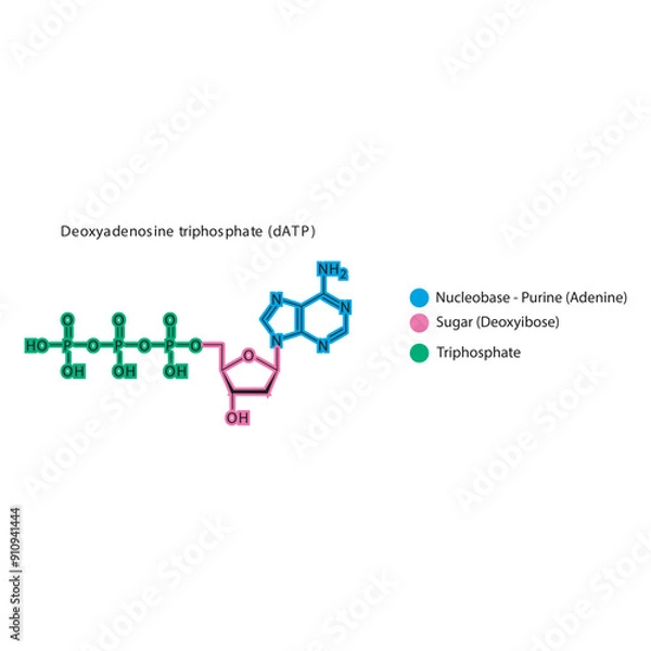 Obraz Deoxyadenosine triphosphate (dATP) skeletal structure schematic illustration, Nucleoside molecule.