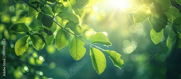 Fototapeta Sunlight shining through leaves creating a serene and picturesque scene with copy space image