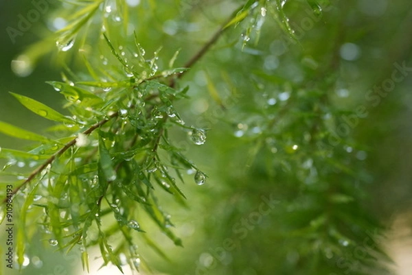 Fototapeta 水滴のある葉 雨後の緑 ガーデニング