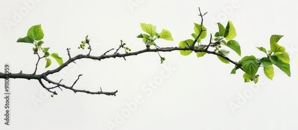 Fototapeta Mulberry tree branch with green leaves against a white backdrop, perfect as a copy space image.