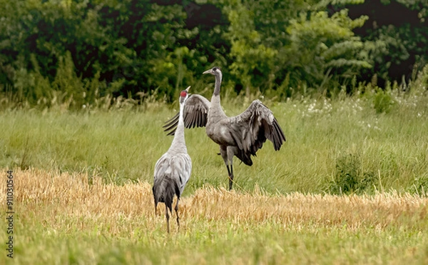 Fototapeta Two Grey Cranes Stand In A Field