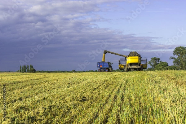 Obraz Harvest, fields and meadows during harvest