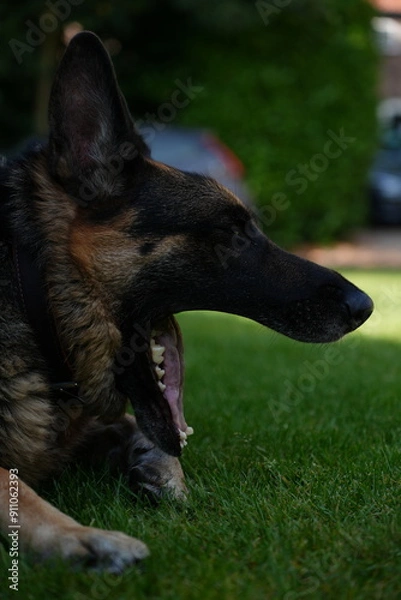 Obraz German shepherd yawning