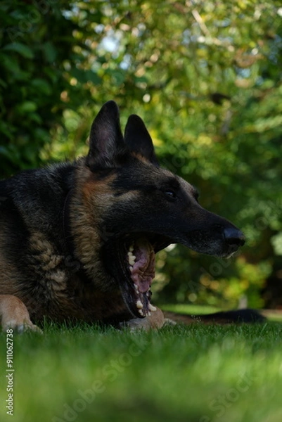 Obraz German shepherd yawning