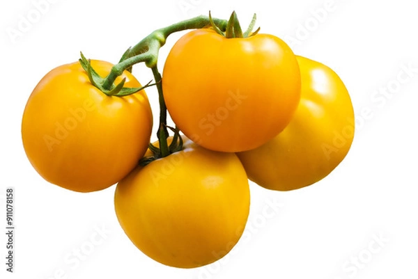 Fototapeta Fresh yellow tomatoes on a vine, isolated or white background. A vibrant and clean composition of the natural beauty and freshness of tomatoes, for culinary, vegetable, agricultural and health project
