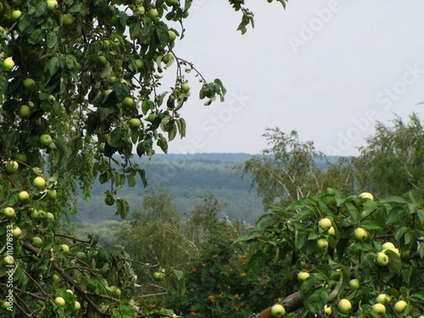 Fototapeta Apple tree branches with fruits. Hilly landscape in the distance. Summer day.