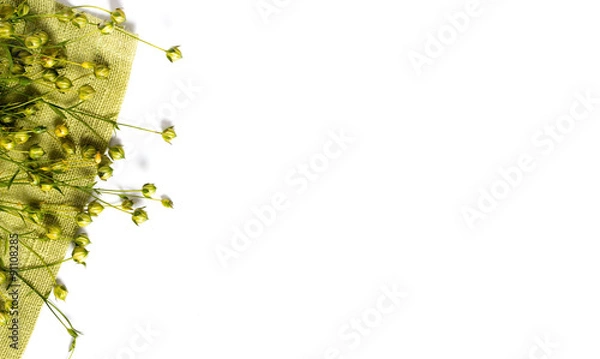 Obraz background of dry flax plant capsules on green napkin.