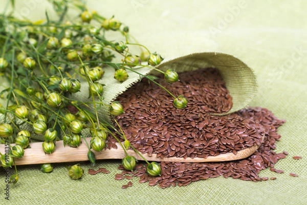 Fototapeta flax plant and spoon of flax seeds on linen background