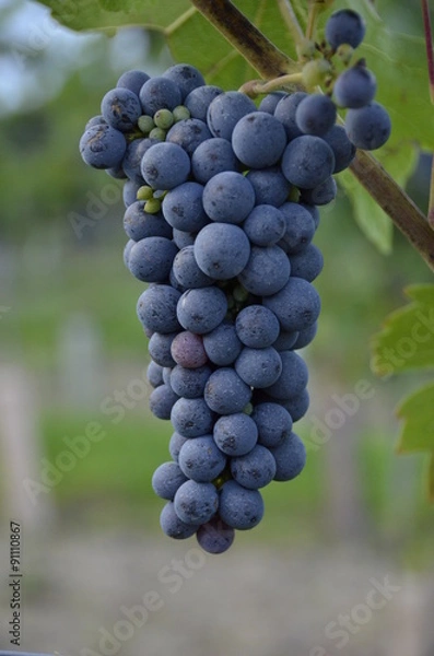Fototapeta Weintrauben