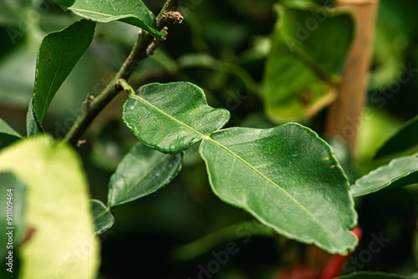 Obraz The kaffir lime leaf and branch with green background