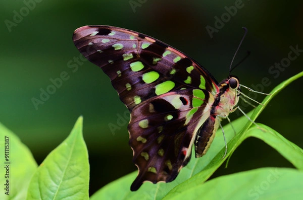 Obraz Butterfly on leaf with green spots