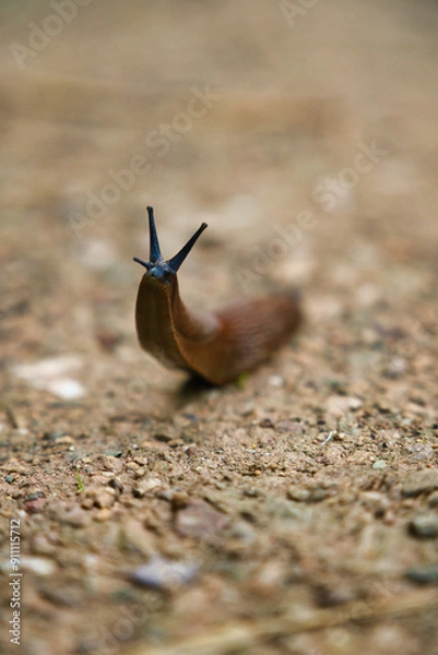 Obraz Greetings from snail