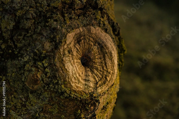 Obraz Tree stump