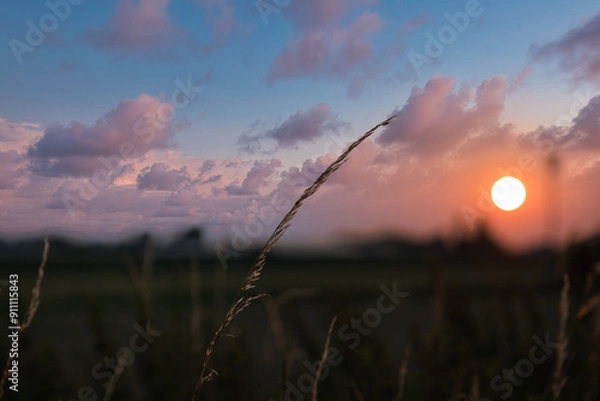 Obraz grass at sunset