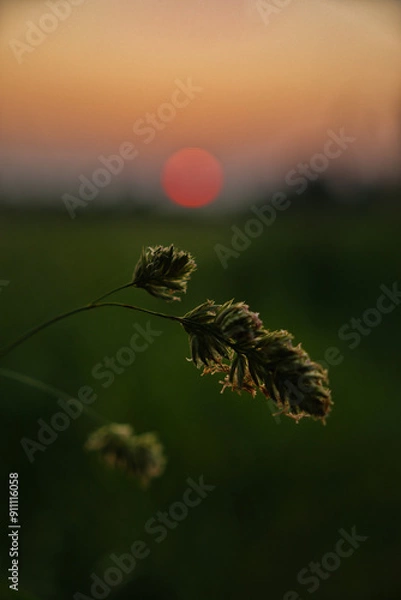 Obraz grass at sunset