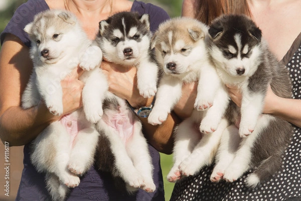 Obraz Four puppies Siberian Husky. Litter dogs in the hands of the breeder. Little puppies.