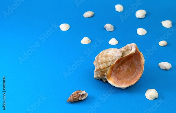 Fototapeta Marine shells .Useful as background