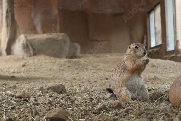 Obraz プレーリードック