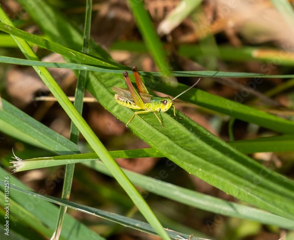 Obraz grasshopper on the grass