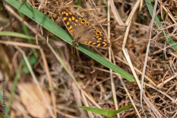 Obraz Butterfly in grass